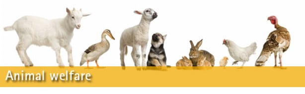 Animal-Welfare-Banner